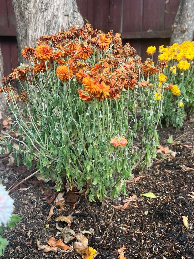 Dry Soil Can Quickly Put Flowering Plants Under Stress