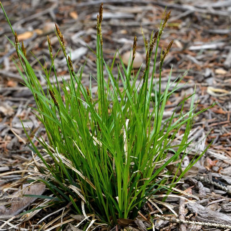 Dry Soil Can Suit Pennsylvania Sedge Better Than Many Shade Plants