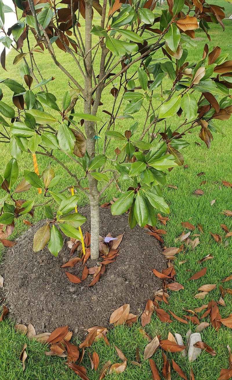 Dry Soil Can Trigger Early Leaf Loss Dry Soil Can Trigger Early Leaf Loss