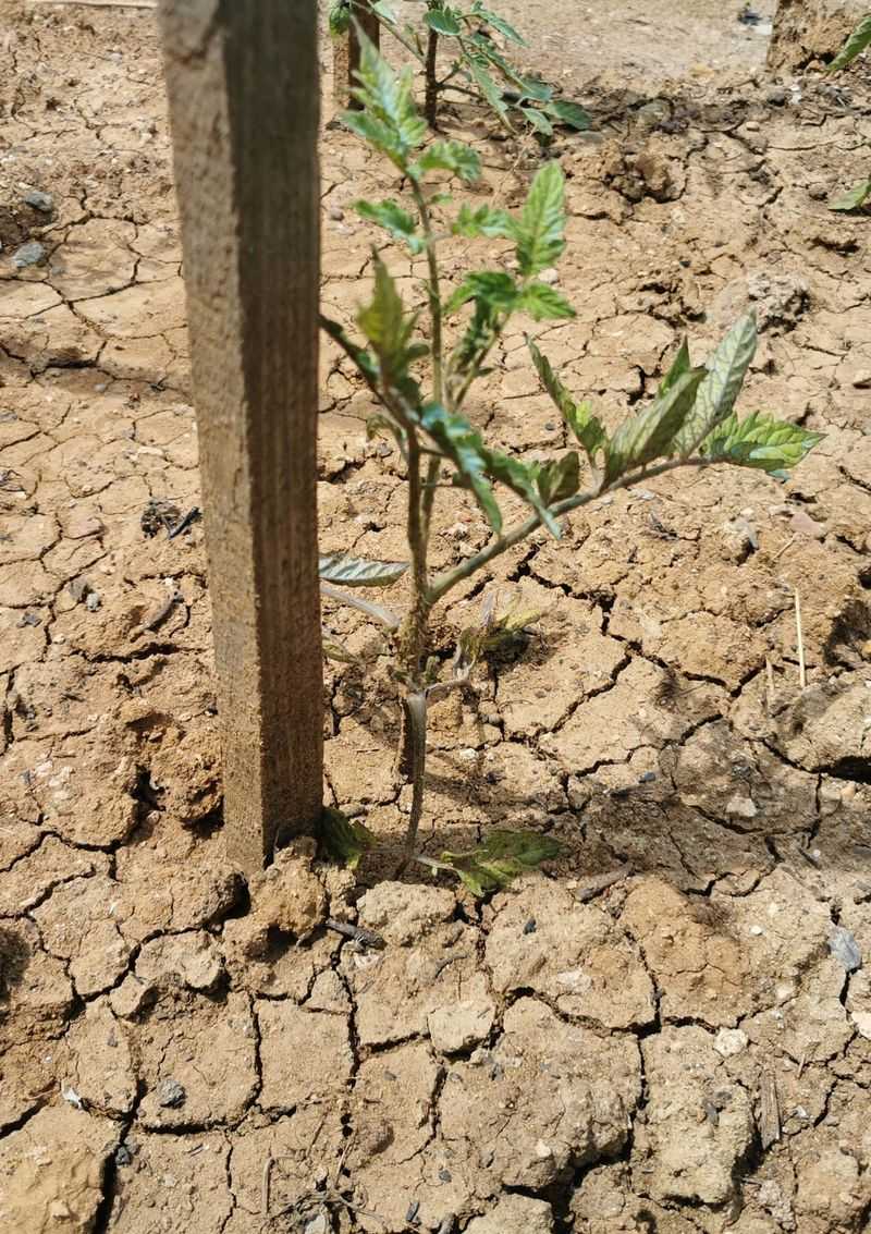 Dry Soil Can Trigger Wilt Before The Weekend Is Over Dry Soil Can Trigger Wilt Before The Weekend Is Over