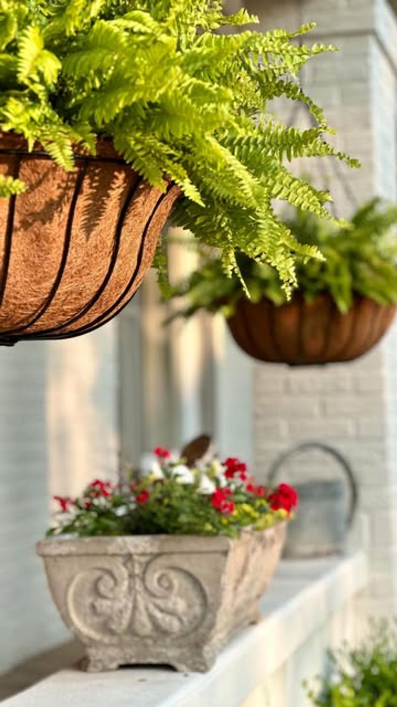 Dry Soil Causes Fast Root Damage In Hanging Baskets