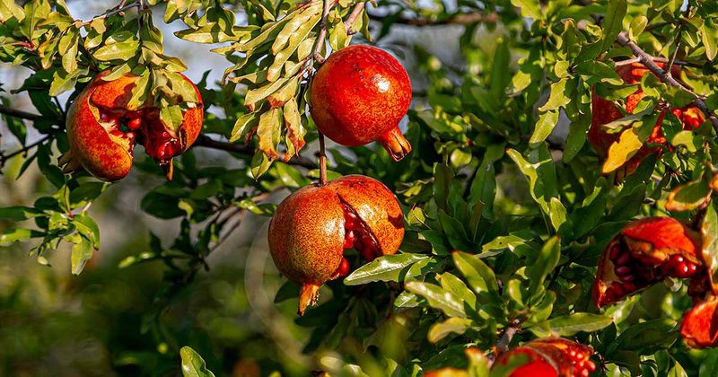 Dry Soil Followed By Heavy Water Can Split The Fruit