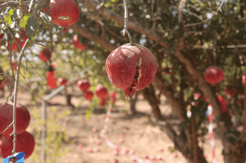 Dry Soil Followed By Water Puts Pressure On The Rind