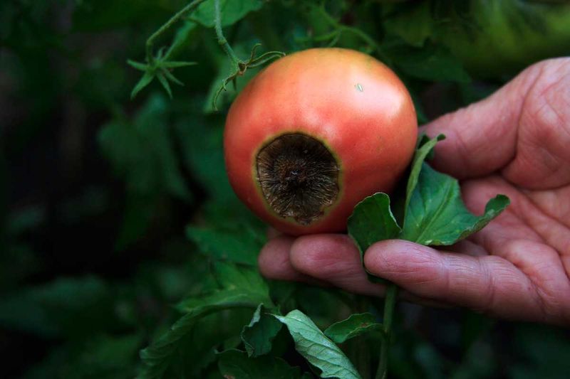 Dry Soil Limits Calcium Movement Into Fruit
