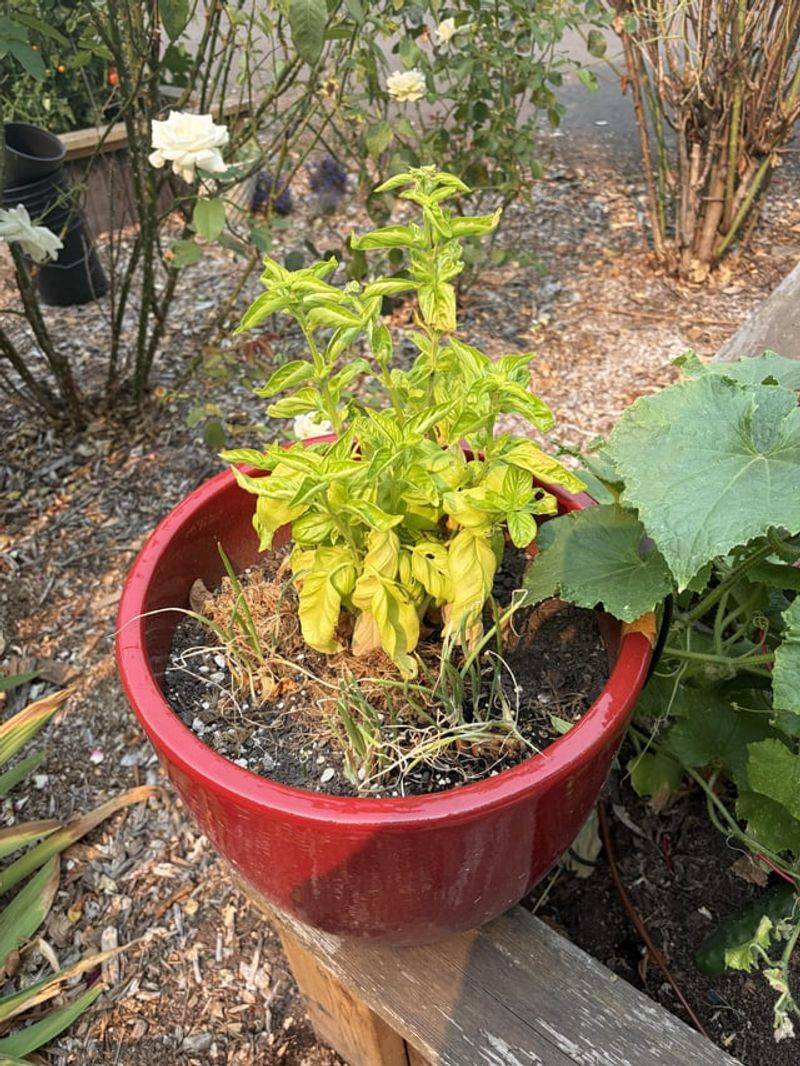 Dry Soil Makes Late-Summer Basil Even Harsher
