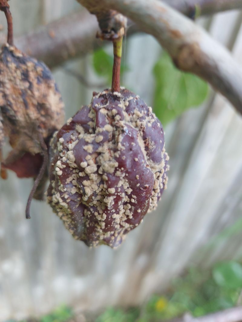Dry Soil Makes Rainfall Swings More Extreme Dry Soil Makes Rainfall Swings More Extreme