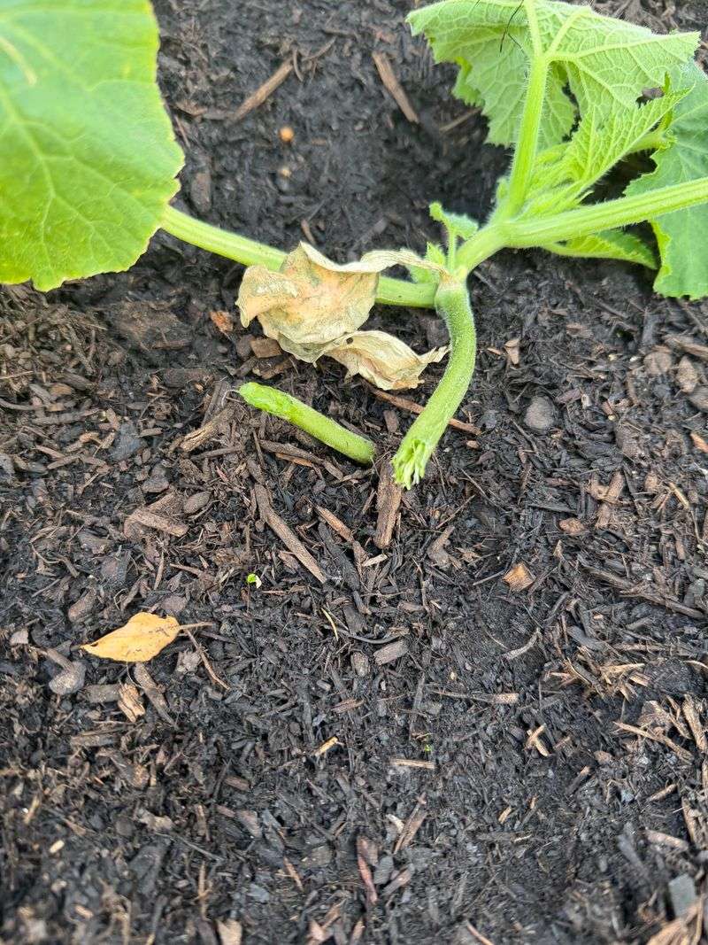 Dry Soil Makes Zucchini Struggle In Summer Heat