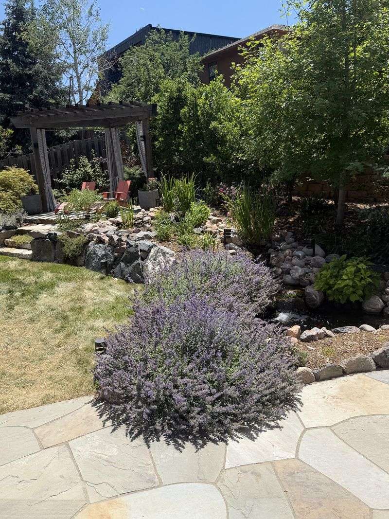 Dry Soil Making Catmint Even Easier To Grow Dry Soil Making Catmint Even Easier To Grow