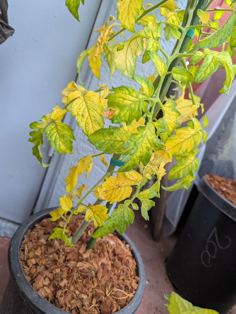 Dry Soil Making Plants Drop Their Green Color