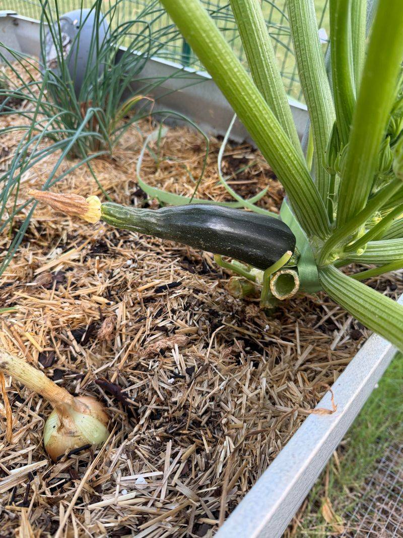 Dry Soil Making The Plant Drop New Fruit Dry Soil Making The Plant Drop New Fruit
