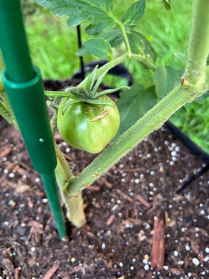 Dry Soil Making Tomatoes Extra Thirsty