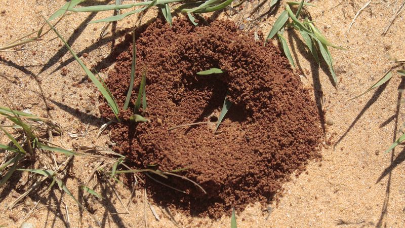 Dry Soil Pushes Ants Toward Moist Garden Beds