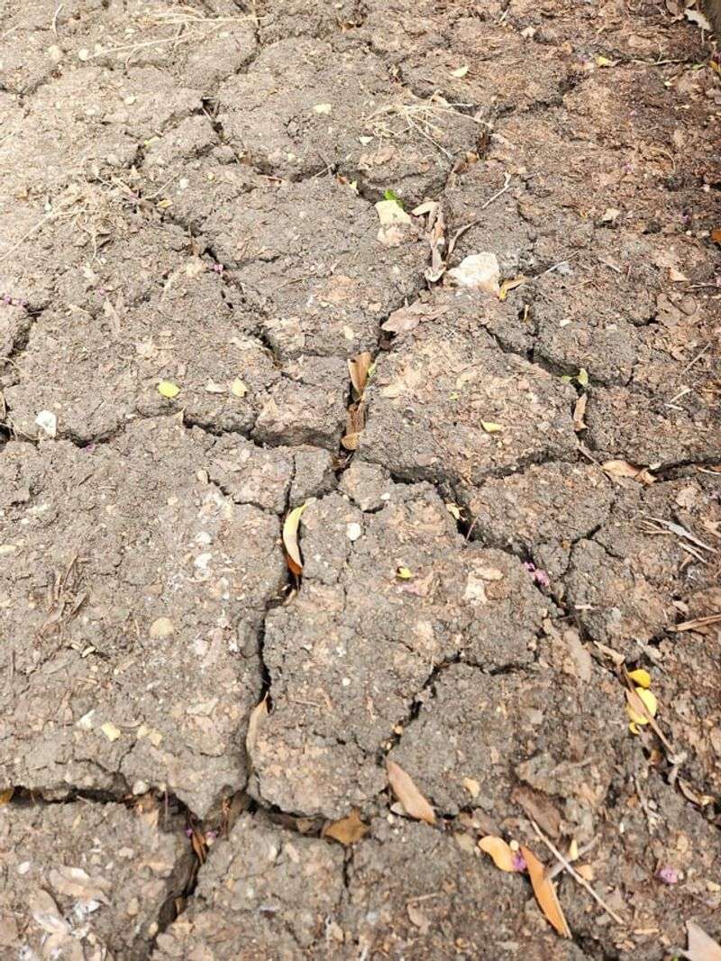 Dry Soil Raises The Risk Of Root Damage