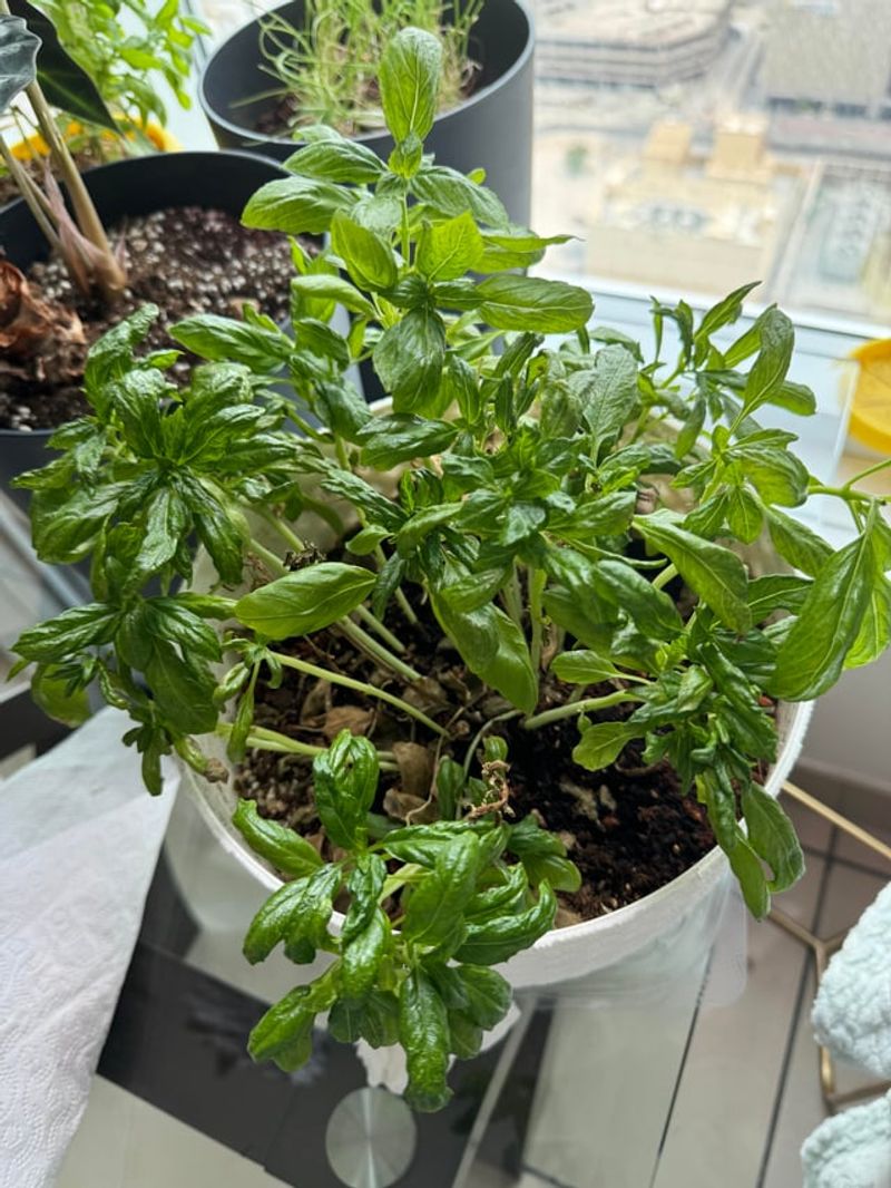 Dry Soil Sending Basil Into Survival Mode