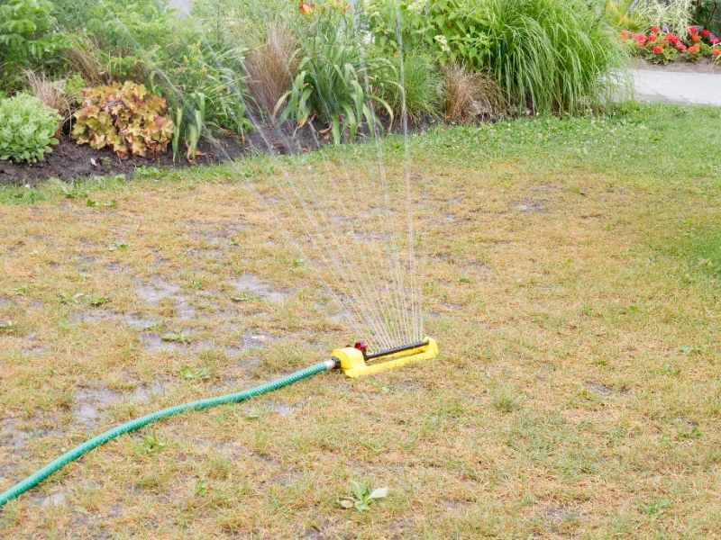 Dry Spells Can Turn Tough Bahia Brown Fast