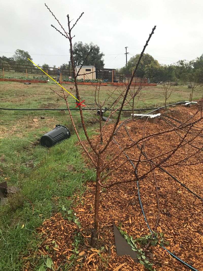 Dry Summer Weather Protects Apricot And Cherry Wounds Dry Summer Weather Protects Apricot And Cherry Wounds