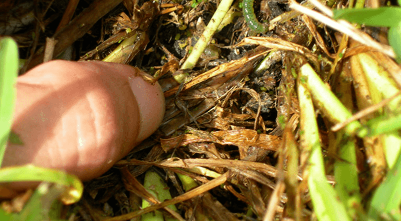 Dry Sunny Areas Often Show The Worst Damage