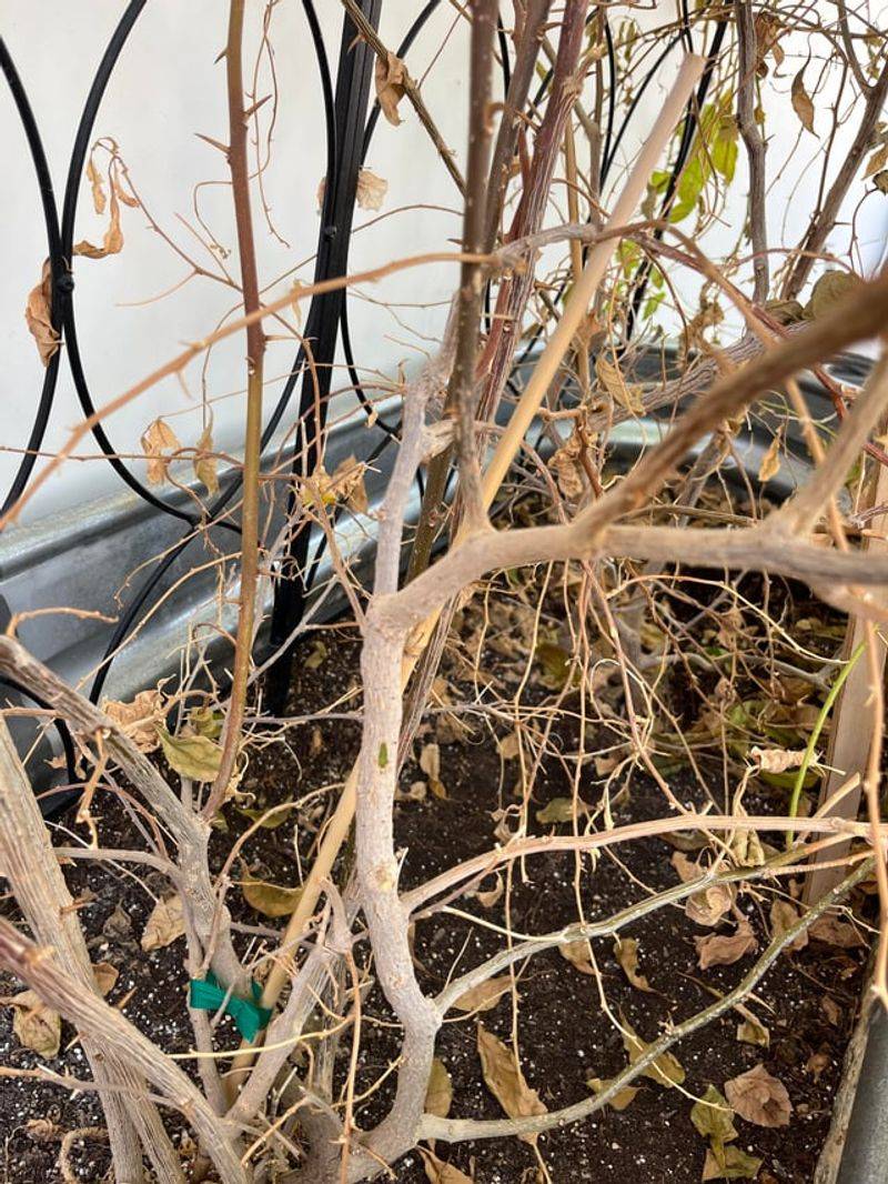 Dry Twigs Hiding Behind All That Bright Color