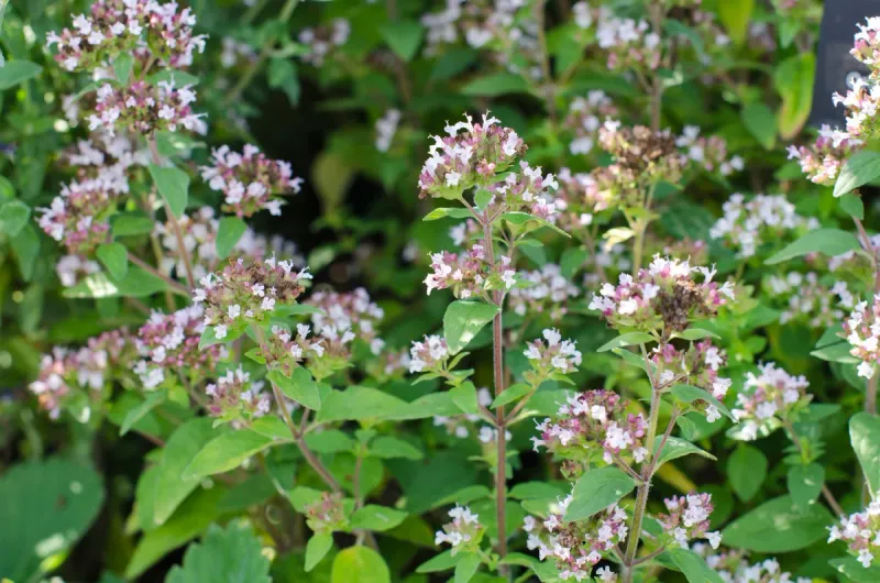 Dry Weather Does Not Stop Oregano From Flowering Dry Weather Does Not Stop Oregano From Flowering