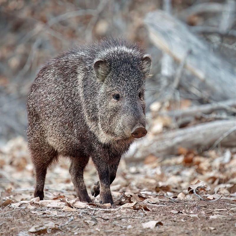 Dry Weather Sends Javelina Looking For Food And Water Dry Weather Sends Javelina Looking For Food And Water