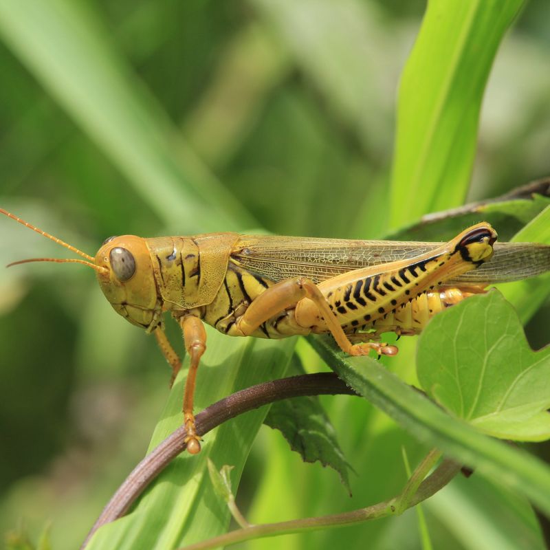 Drying Weeds Can Send Grasshoppers Toward Irrigated Plants Drying Weeds Can Send Grasshoppers Toward Irrigated Plants