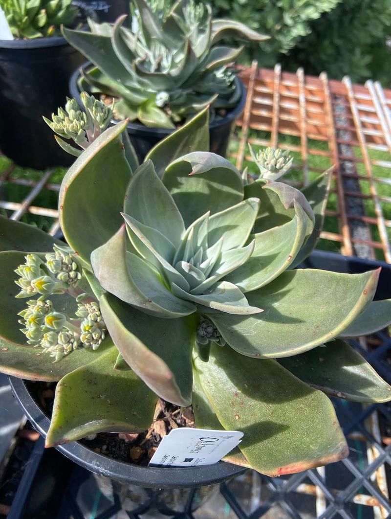 Dudleya Fits Small Sunny Containers Dudleya Fits Small Sunny Containers
