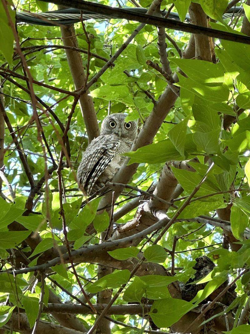 Duets Often Signal A Mated Pair Duets Often Signal A Mated Pair