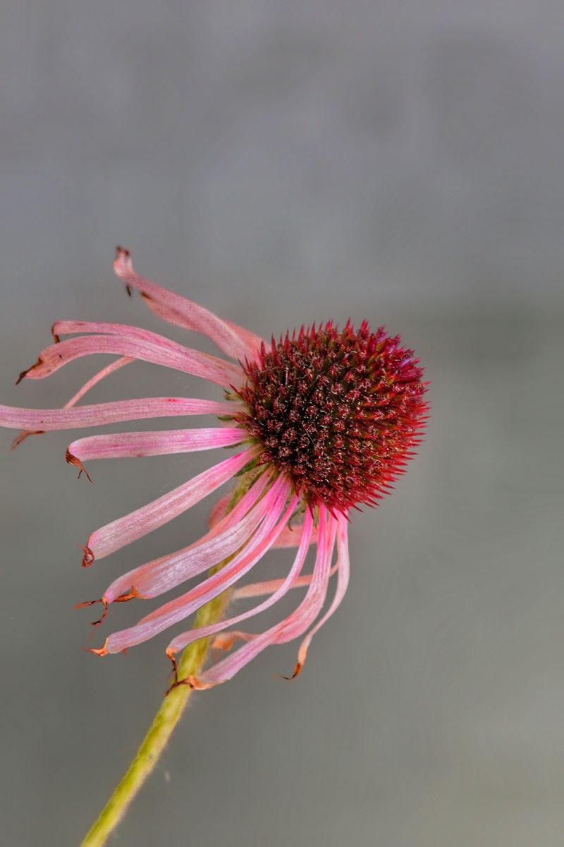 During Early To Mid-Summer For Repeat Blooming During Early To Mid-Summer For Repeat Blooming