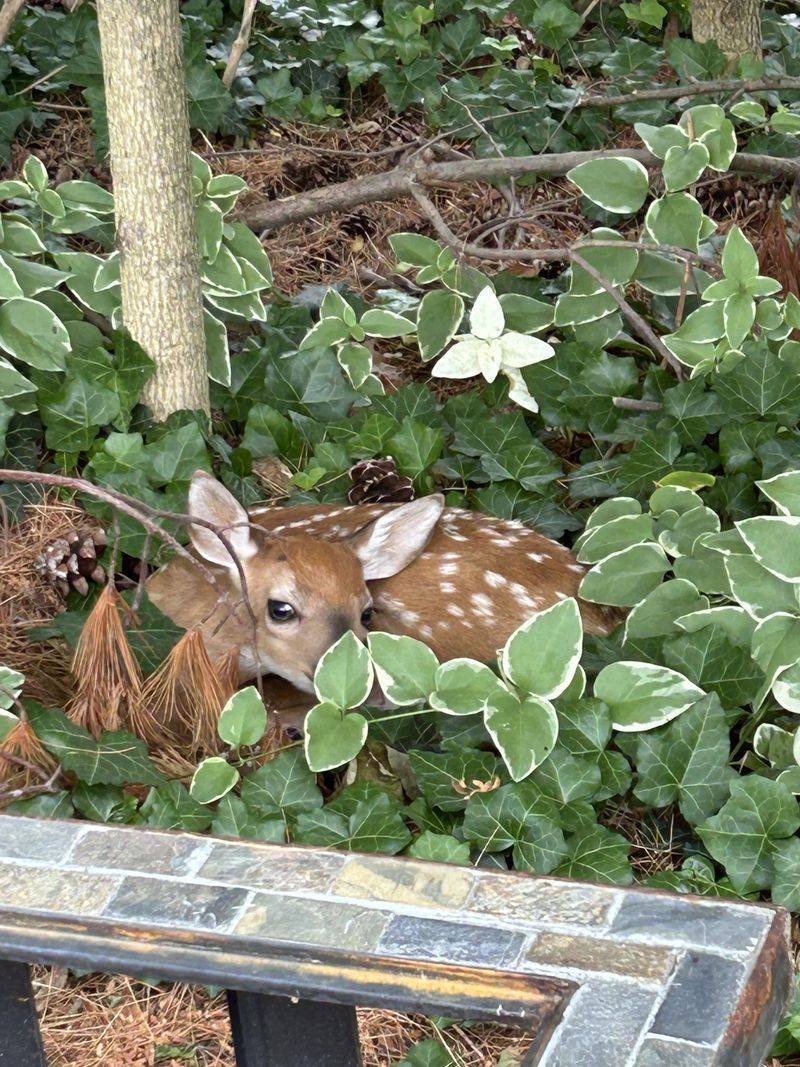 Dusk Feeding Fits Normal Deer Timing