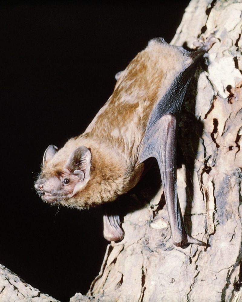 Dusk Is When Feeding Activity Begins