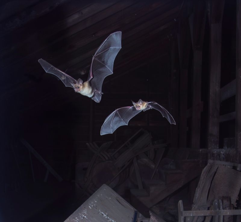 Dusk Is When Many Bats Head Out To Feed