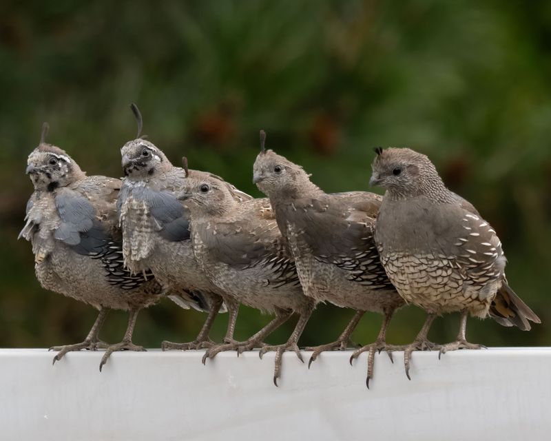 Dust Bath Sites Bring Out Group Behavior Dust Bath Sites Bring Out Group Behavior