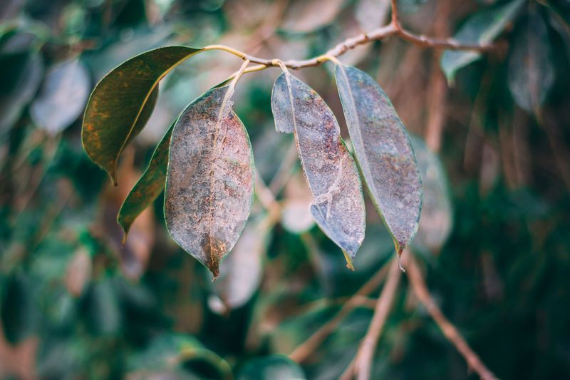 Dusty Leaves Attract Mites Looking For Hosts