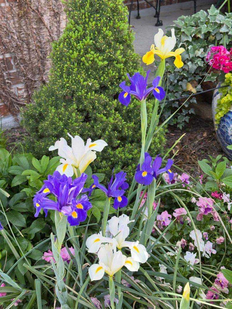 Dutch Iris Brings Elegant Flowers