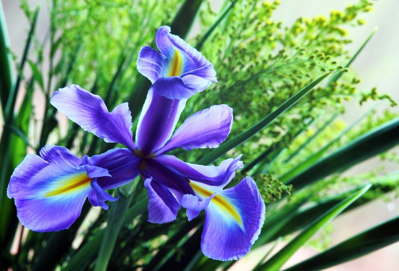 Dutch Iris Dutch Iris