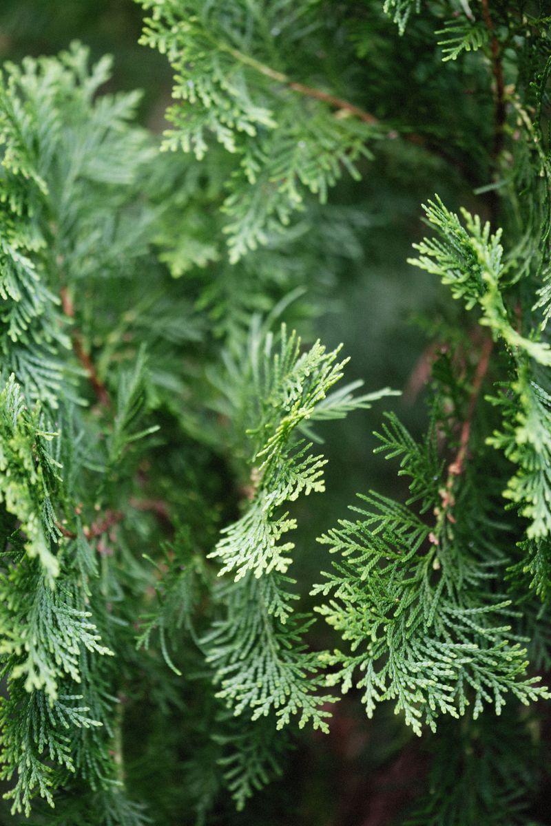 Dwarf Arborvitae Offers Similar Structure Dwarf Arborvitae Offers Similar Structure