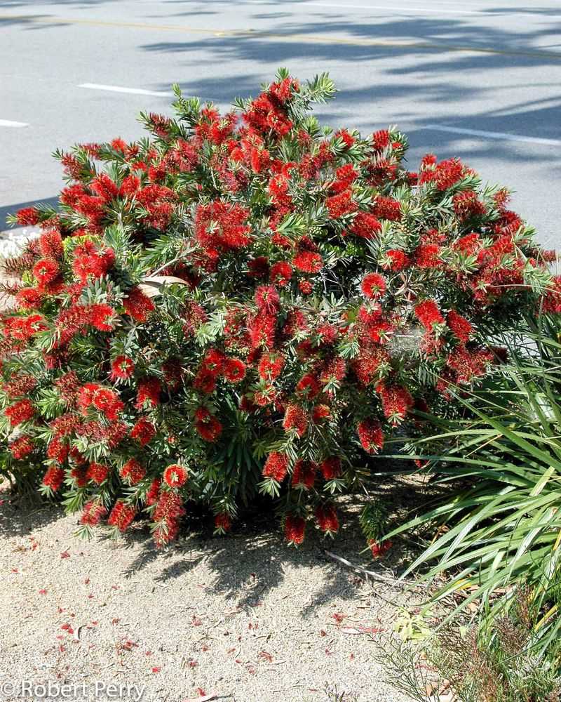 Dwarf Bottlebrush Brings Flowers Without Taking Over Dwarf Bottlebrush Brings Flowers Without Taking Over