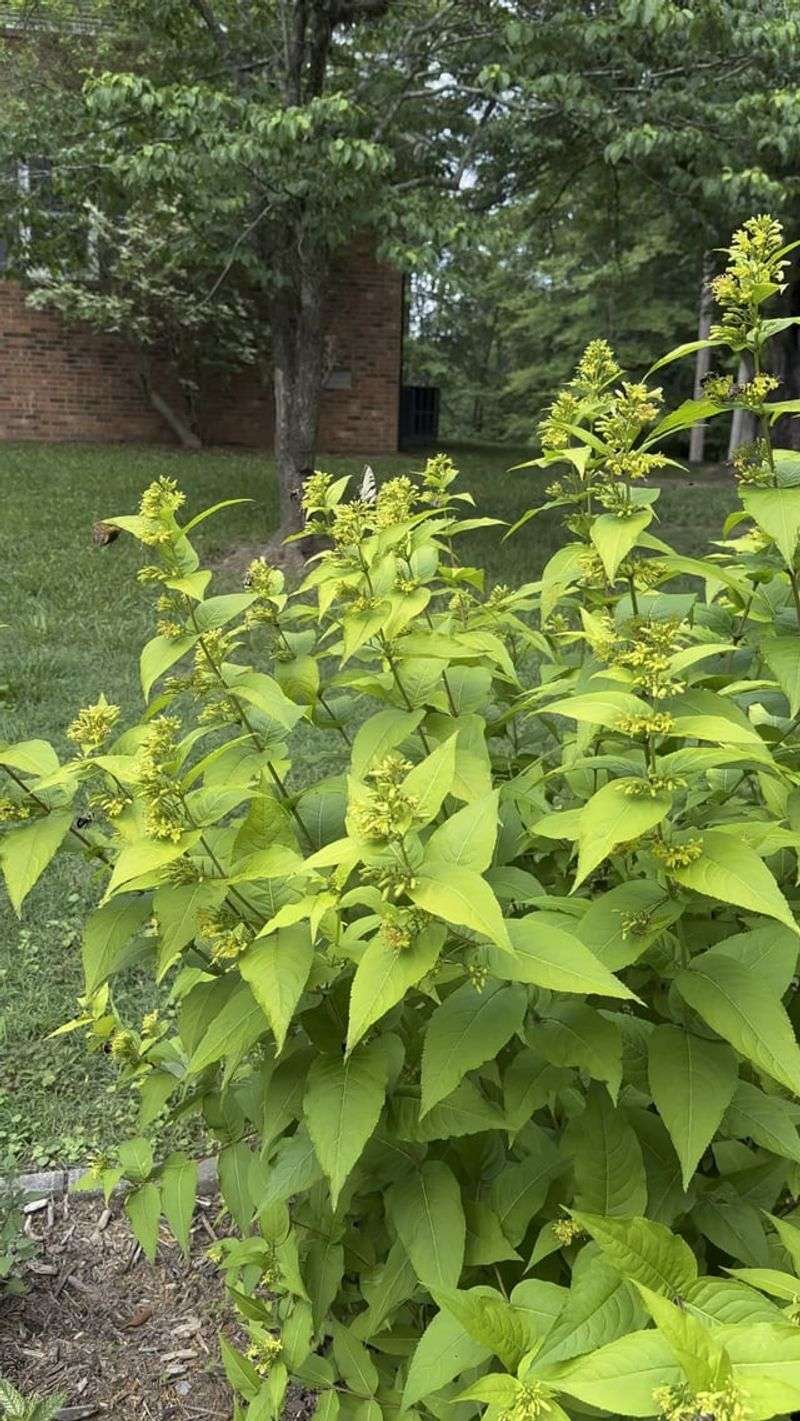Dwarf Bush Honeysuckle Rounds Out The Native Options Dwarf Bush Honeysuckle Rounds Out The Native Options