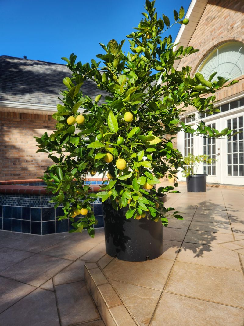 Dwarf Citrus Trees Soaking Up The Extra Sunshine Dwarf Citrus Trees Soaking Up The Extra Sunshine