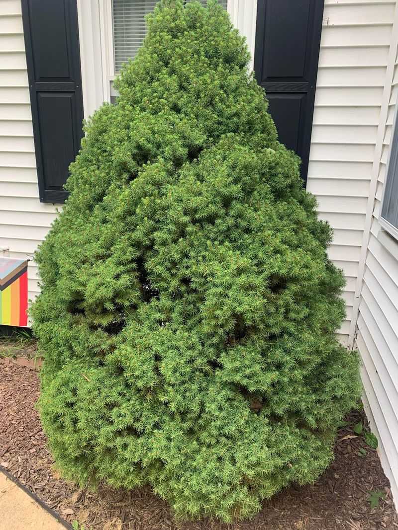 Dwarf Conifers Add Structure Without Spreading Too Far