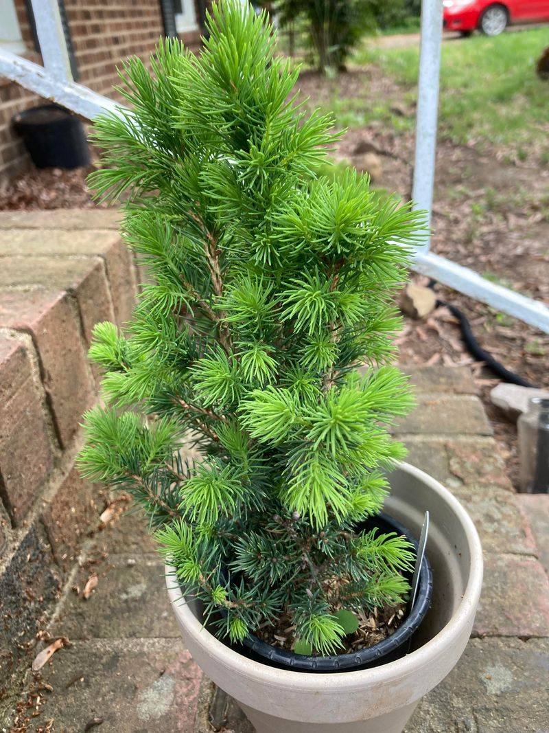 Dwarf Conifers Giving Containers Year-Round Structure Dwarf Conifers Giving Containers Year-Round Structure