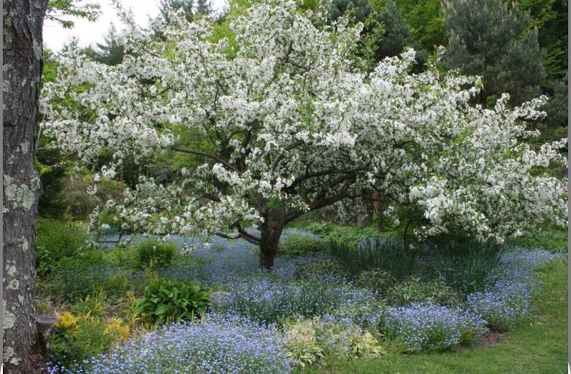 Dwarf Crabapple Adds Color Without Towering