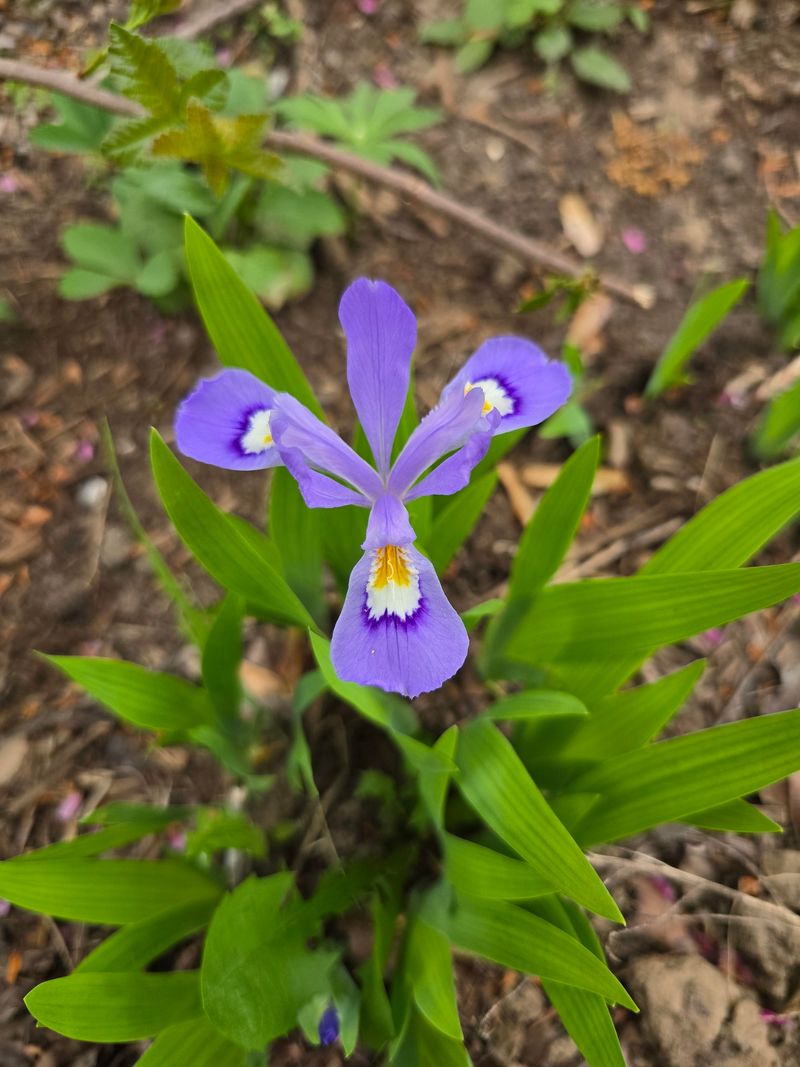 Dwarf Crested Iris Draws A Low Line Dwarf Crested Iris Draws A Low Line