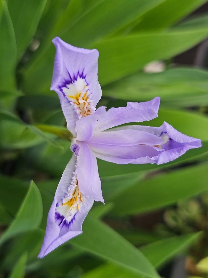 Dwarf Crested Iris Stays Low And Tidy Dwarf Crested Iris Stays Low And Tidy