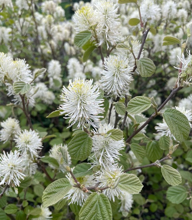 Dwarf Fothergilla Delivers Spring Blooms And Fiery Autumn Leaves Dwarf Fothergilla Delivers Spring Blooms And Fiery Autumn Leaves