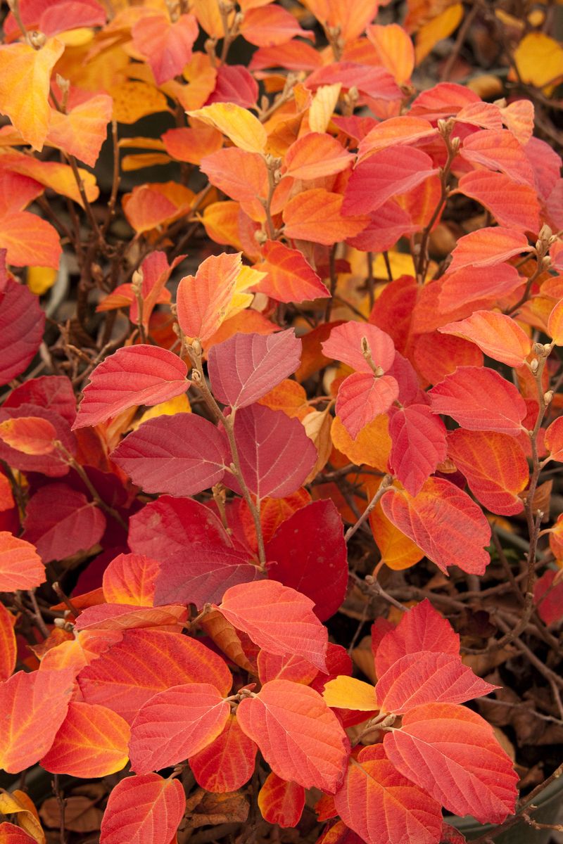 Dwarf Fothergilla Dwarf Fothergilla