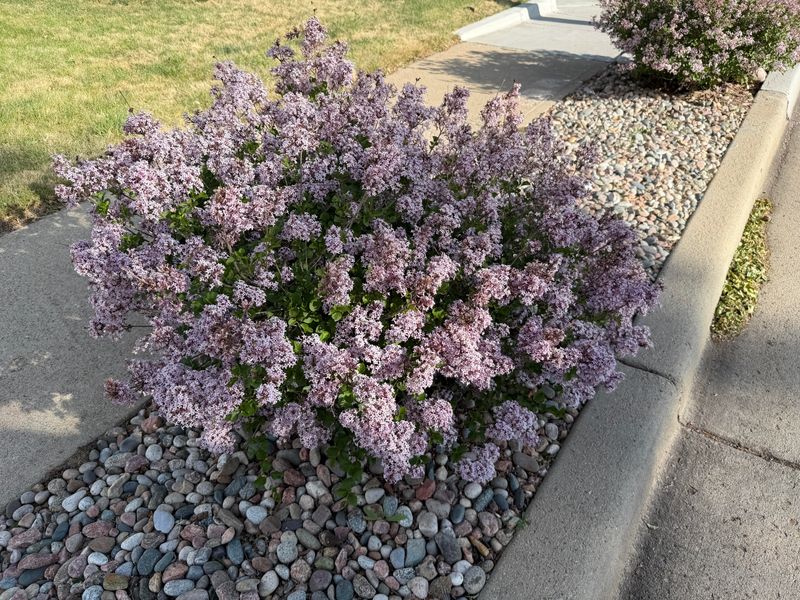 Dwarf Korean Lilac Forms A Tidy Rounded Mound Dwarf Korean Lilac Forms A Tidy Rounded Mound