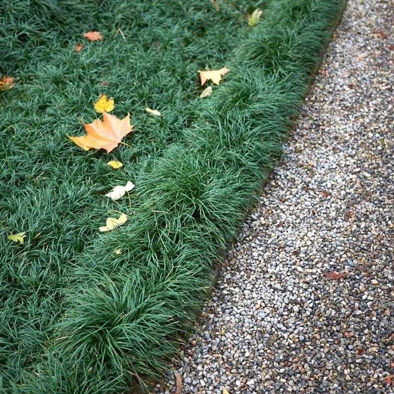 Dwarf Mondo Grass Holding Up Between Stepping Stones Dwarf Mondo Grass Holding Up Between Stepping Stones