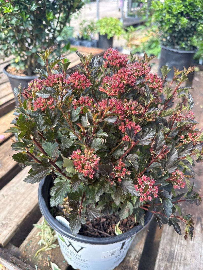 Dwarf Ninebark Brings Rich Foliage Without A Tight Pruning Schedule Dwarf Ninebark Brings Rich Foliage Without A Tight Pruning Schedule