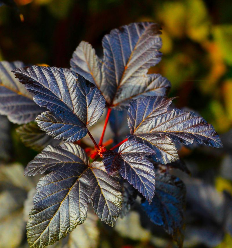 Dwarf Ninebark Tolerates Tough Conditions Dwarf Ninebark Tolerates Tough Conditions
